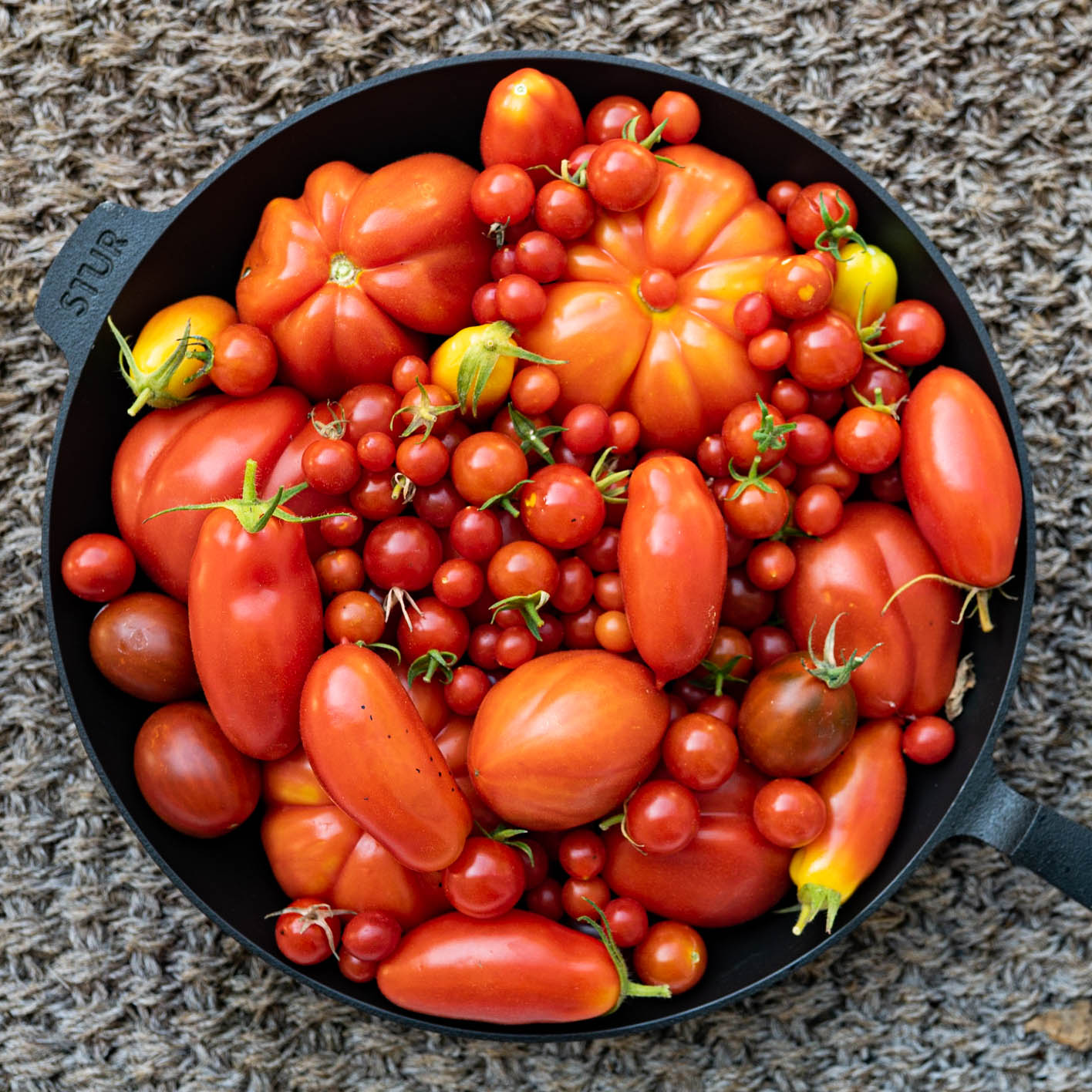 Meine Tomatenernte, vieler verschiedener Sorten, in einer Pfanne gesammelt.